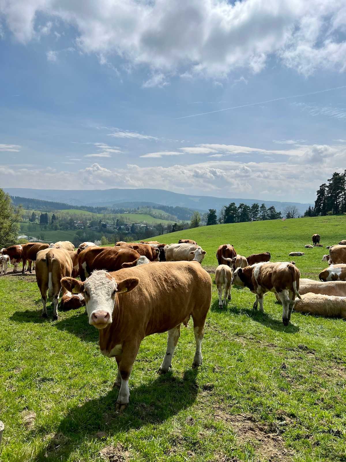 šumava